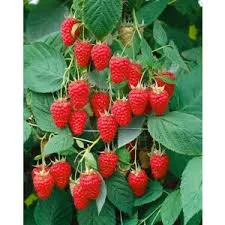 Őszi málna - Rubus idaeus "Zefa"