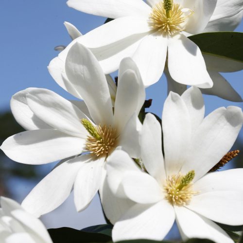 Örökzöld magnolia - Magnolia Fairy "White"