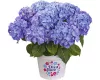 Kerti Hortenzia - Hydrangea macrophylla - "Diva Fiore Blue"