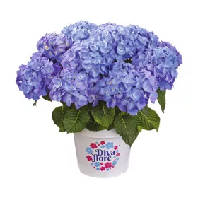   Kerti Hortenzia - Hydrangea macrophylla - "Diva Fiore Blue"