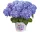 Kerti Hortenzia - Hydrangea macrophylla - "Diva Fiore Blue"