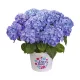 Kerti Hortenzia - Hydrangea macrophylla - "Diva Fiore Blue"