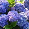 Kerti Hortenzia - Hydrangea macrophylla - "Diva Fiore Blue"