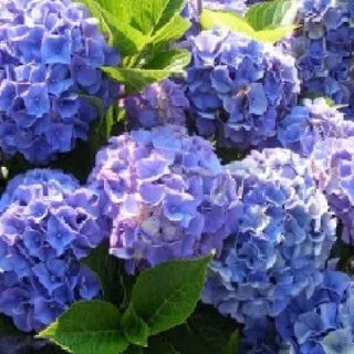 Kerti Hortenzia - Hydrangea macrophylla - "Diva Fiore Blue"