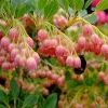 Csüngőbojt - Enkianthus campanulatus K2