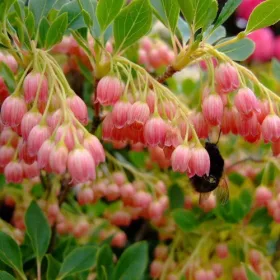 Csüngőbojt - Enkianthus campanulatus K2