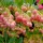Csüngőbojt - Enkianthus campanulatus K2
