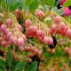 Csüngőbojt - Enkianthus campanulatus K2