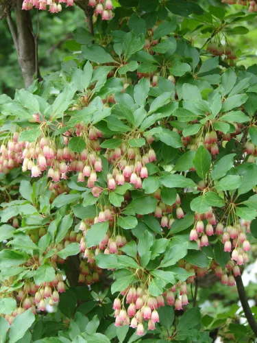 Csüngőbojt - Enkianthus campanulatus K2