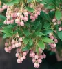 Csüngőbojt - Enkianthus campanulatus K2