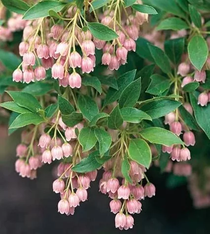 Csüngőbojt - Enkianthus campanulatus K2