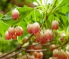 Csüngőbojt - Enkianthus campanulatus K2