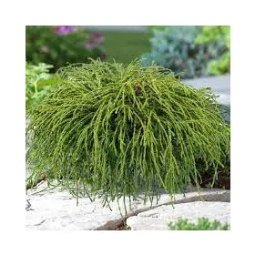  Törpe szavára hamisciprus - Chamaecyparis pisifera 'Filifera Nana' 