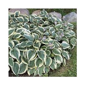 Árnyékliliom - Hosta 'First Frost'