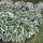 Árnyékliliom - Hosta 'First Frost'