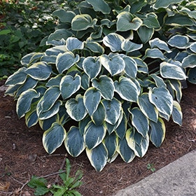 Árnyékliliom - Hosta 'First Frost'