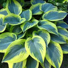 Árnyékliliom - Hosta 'First Frost'