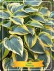 Árnyékliliom - Hosta 'First Frost'