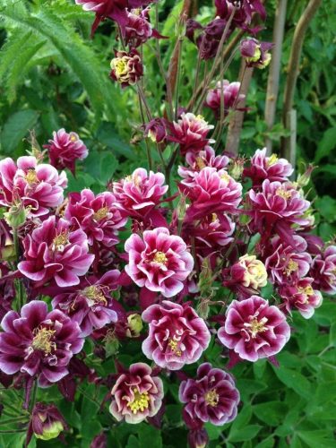 Telt virágú harangláb - Aquilegia vulgaris 'Winky Double Red and White'