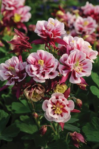 Telt virágú harangláb - Aquilegia vulgaris 'Winky Double Red and White'