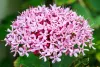Vörösödő végzetfa - Clerodendrum bungei