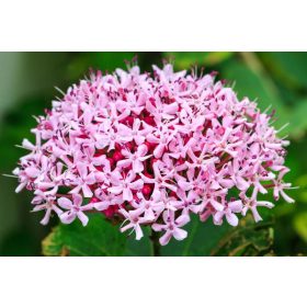 Vörösödő végzetfa - Clerodendrum bungei