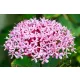 Vörösödő végzetfa - Clerodendrum bungei