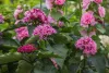 Vörösödő végzetfa - Clerodendrum bungei