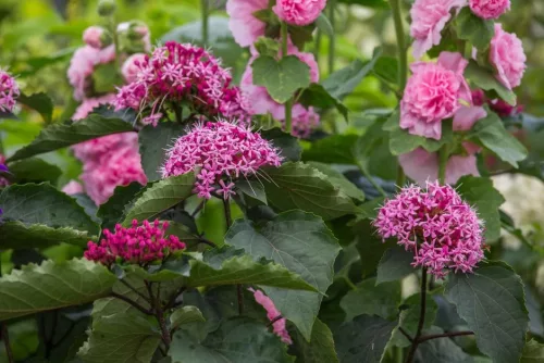 Vörösödő végzetfa - Clerodendrum bungei