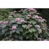 Vörösödő végzetfa - Clerodendrum bungei