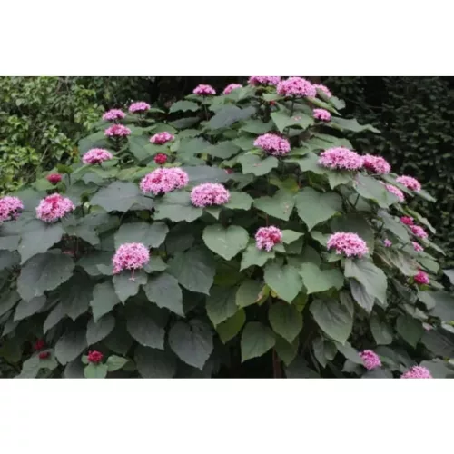 Vörösödő végzetfa - Clerodendrum bungei