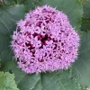 Vörösödő végzetfa - Clerodendrum bungei