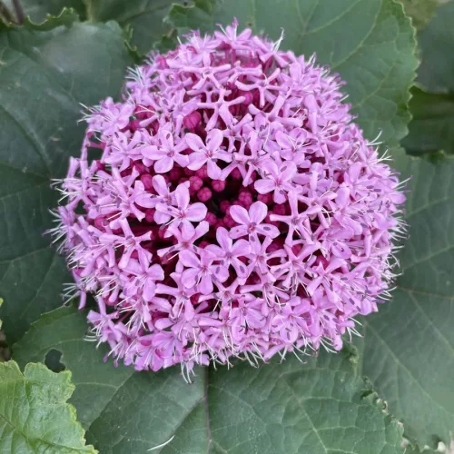 Vörösödő végzetfa - Clerodendrum bungei