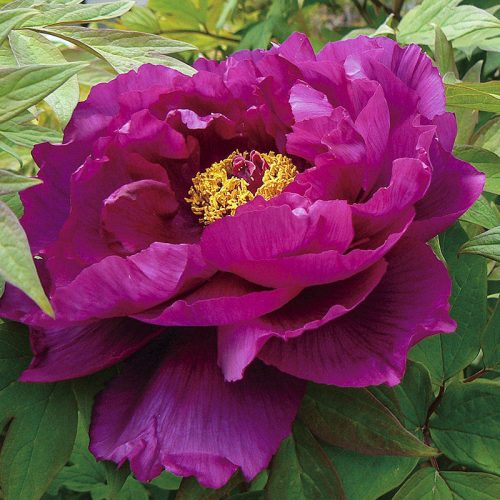 Lila fás szárú Bazsarózsa - Paeonia suffruticosa P19