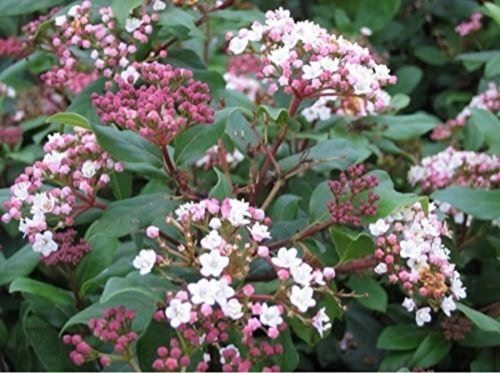 Téli bangita - Viburnum tinus "Gwenllian"