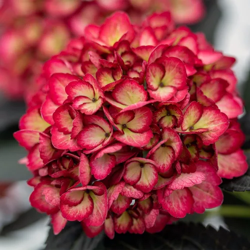 Kerti hortenzai  - Hydrangea macrophylla "Eclipse"