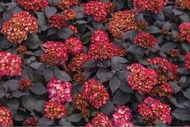 Kerti hortenzai  - Hydrangea macrophylla "Eclipse"