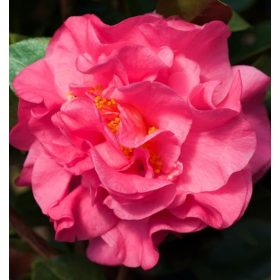 Camellia Japonica "Scensation" - Japán Kamélia