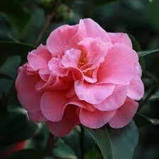 Camellia Japonica "Scensation" - Japán Kamélia