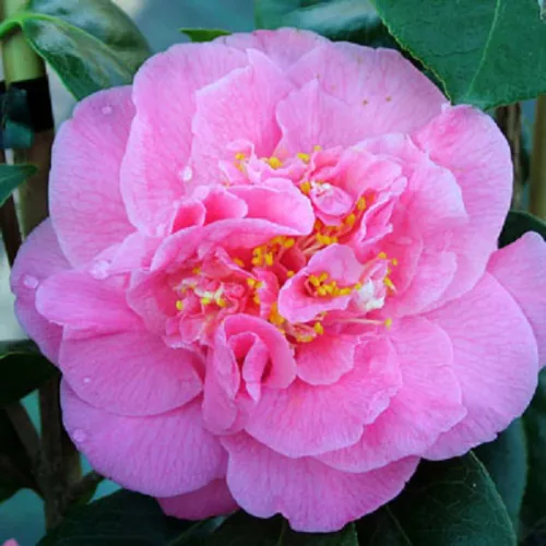 Camellia Japonica "Scensation" - Japán Kamélia