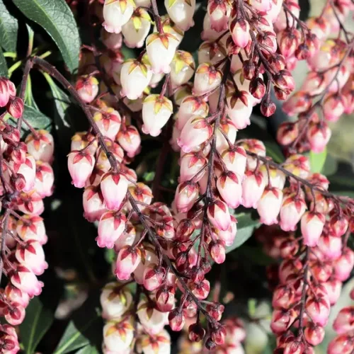 Japán babérhanga - Pieris japonica "Katsura"