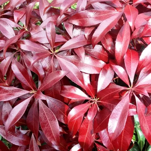 Japán babérhanga - Pieris japonica "Katsura"