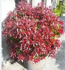 Japán babérhanga - Pieris japonica "Katsura"