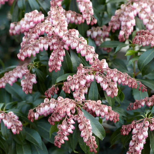 Japán babérhanga - Pieris japonica "Katsura"