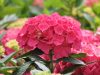 Kerti hortenzia - Hydrangea macrophylla 'Everbloom Red Wonder"