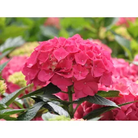   Kerti hortenzia - Hydrangea macrophylla 'Everbloom Red Wonder"