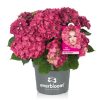 Kerti hortenzia - Hydrangea macrophylla 'Everbloom Red Wonder"