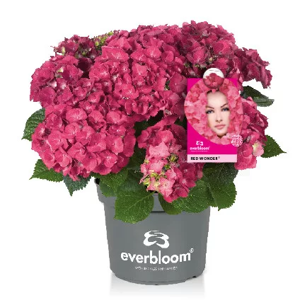 Kerti hortenzia - Hydrangea macrophylla 'Everbloom Red Wonder"