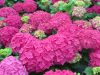 Kerti hortenzia - Hydrangea macrophylla 'Everbloom Red Wonder"