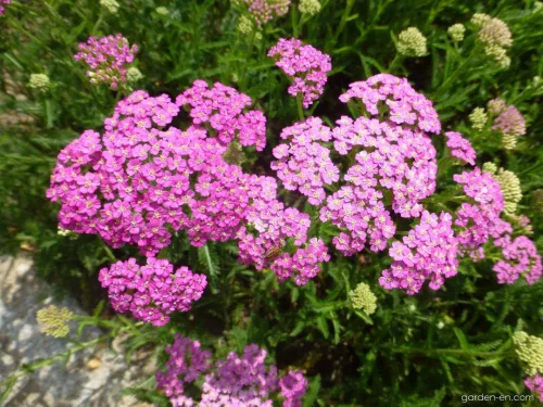 Cickafark - Achillea Millefolium "Pretty Belinda"